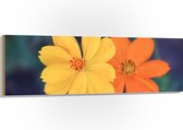 Hout - Fel Oranje en Gele Cosmos Bloemen voor Donker Groene Achtergrond - 150x50 cm - 9 mm dik - Foto op Hout (Met Ophangsysteem)