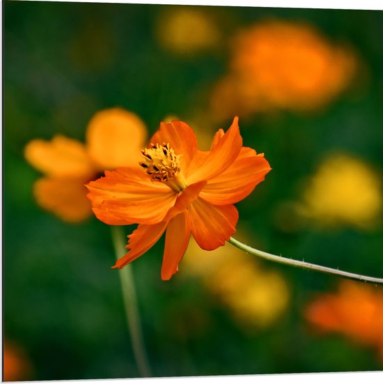 Dibond - Fel Oranje Cosmos Sulphureus Bloemen met Donker Groene Achtergrond - 80x80 cm Foto op Aluminium (Wanddecoratie van metaal)