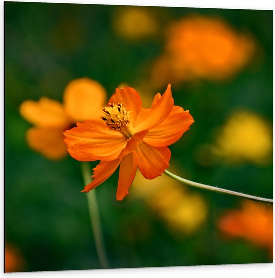 Dibond - Fel Oranje Cosmos Sulphureus Bloemen met Donker Groene Achtergrond - 100x100 cm Foto op Aluminium (Met Ophangsysteem)