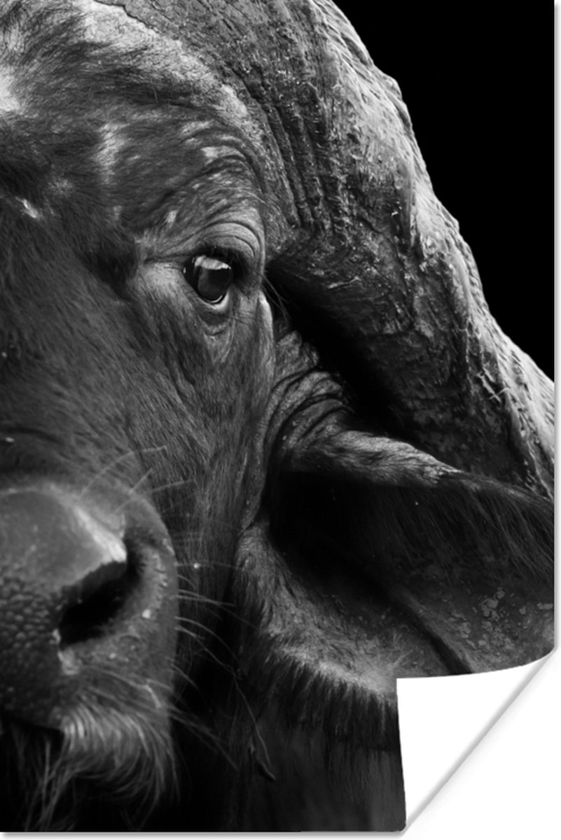 Poster Buffalo - Dieren - Zwart - Wit - 60x90 cm