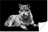 Poster Animaux sauvages - Loup - Zwart - Wit - 60x40 cm