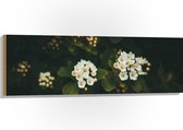 Hout - Witte Spirea Bloemetjes tussen Donkere Achtergrond - 120x40 cm - 9 mm dik - Foto op Hout (Met Ophangsysteem)