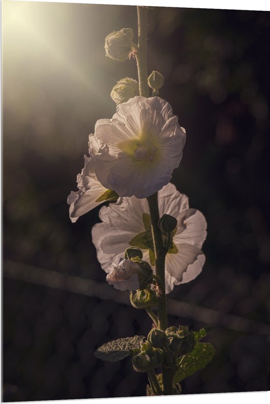 Acrylglas - Stokroos bloem lichtroze kleur met donkere achtergrond - 80x120 cm Foto op Acrylglas (Wanddecoratie op Acrylaat)
