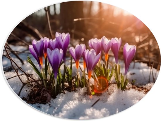 PVC Schuimplaat Ovaal - Wit met Paarse Crocus Bloemen in Besneeuwd Bos met Zonnestralen - 40x30 cm Foto op Ovaal (Met Ophangsysteem)