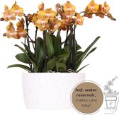Kolibri Orchids | oranje orchideeënset in Honey dish incl. waterreservoir | drie oranje orchideeën Las Vegas12cm | Mono Bouquet wit met zelfvoorzienend waterreservoir