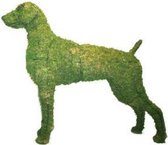 Hond Weimaraner - Mos