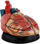 Anatomie Jumbo hart model