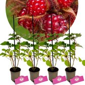 Set Van 4 Japanse wijnbes - Rubus phoenicolasius – Hoogte 25cm - 9cm pot