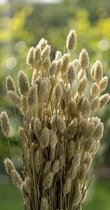 Droogbloemen - Phalaris Canariensis - Kanariezaad - Naturel | 70cm | 100g | Perfect voor Boeketten, Decoratie, Doopsuiker, Huwelijk & Verjaardagen | Duurzaam en Stijlvol Bloemenarrangement