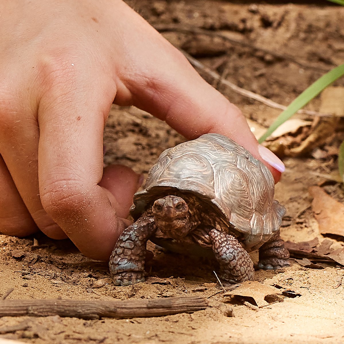 schleich WILD LIFE - Reuzenschildpad - Speelfiguur - Schildpad speelgoed - 14824 — afbeelding 3