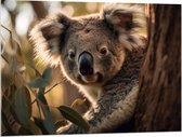 Acrylglas - Nieuwsgierige Koala Vanachter Dikke Boom - 100x75 cm Foto op Acrylglas (Wanddecoratie op Acrylaat)