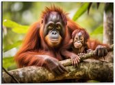 Dibond - Orang Oetan Aap met Baby zittend bij Takken - 40x30 cm Foto op Aluminium (Wanddecoratie van metaal)