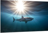 Acrylglas - Witte haai zwemt door de zee met zonnestralen - 150x100 cm Foto op Acrylglas (Wanddecoratie op Acrylaat)