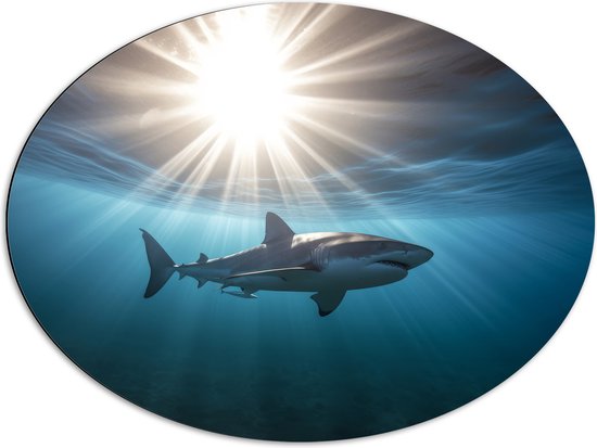 Dibond Ovaal - Witte haai zwemt door de zee met zonnestralen - 80x60 cm Foto op Ovaal (Met Ophangsysteem)