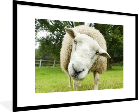 Photo dans le cadre - Un mouton drôle regarde la caméra cadre