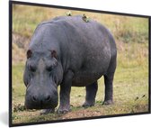 Affiche avec cadre Hippo - Herbe - 30x20 cm
