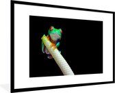 Photo dans le cadre - Petite grenouille d'arbre sur fond noir Cadre photo noir avec passe-partout blanc 60x90 90x60 cm - Affiche dans le cadre (Décoration murale salon / chambre)