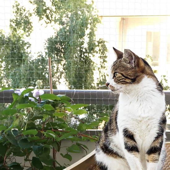 Filet à chat pour balcons et fenêtres, grille transparente pour chat,  balcon, filet de