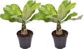 Plant in a Box - Brighamia Insignis - Set van 2 - Exotische kamerplant - Pot 12cm - Hoogte 25-35cm
