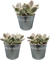 Cactus24- Succulenten- Pachyphytum Oviferum- 3 Stuks-13cm Zinken Potten- 15-20cm Hoog- Vetplanten- Kamerplanten