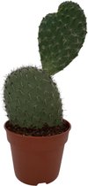 Cactus24- Opuntia Schijfcactus- 17cm Pot- 30-40cm Hoog- Kamerplant