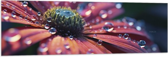 Vlag - Bloem - Water - Druppels - Natuur - 150x50 cm Foto op Polyester Vlag