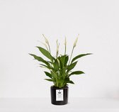 Spathiphyllum kamerplant in sierpot Very Potter 'Potverdorie beterschap' - Zwart - Luchtzuiverende Lepelplant - 35-50cm - Ø13 - Met keramieken bloempot - vers uit de kwekerij - uniek cadeau