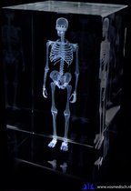 Anatomie model menselijk skelet - 3D glazen blok - met verlichtingsdisplay - verpleegkundige cadeau/ dokter cadeau/ geneeskunde cadeau