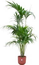 Green Bubble - Kentia palm inclusief elho Jazz Round tuscan red Ø26 - 180 cm