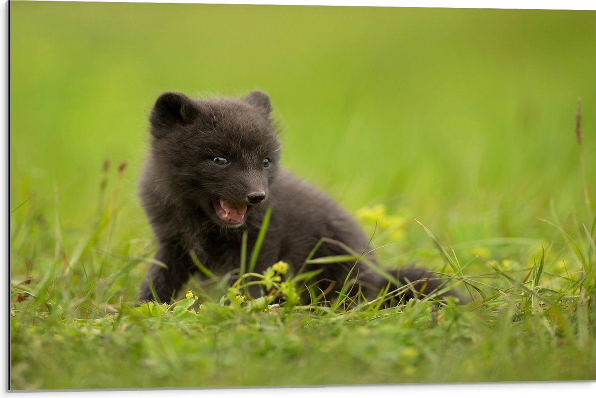 Dibond - Zwarte Baby Vos in het Gras - 75x50 cm Foto op Aluminium (Wanddecoratie van metaal)