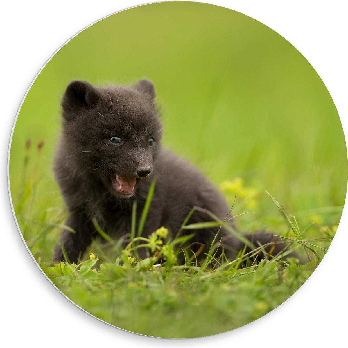 PVC Schuimplaat Muurcirkel - Zwarte Baby Vos in het Gras - 50x50 cm Foto op Muurcirkel (met ophangsysteem)