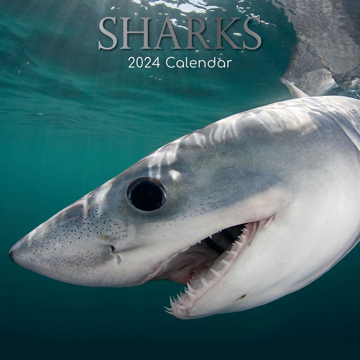 Haaien Kalender 2024