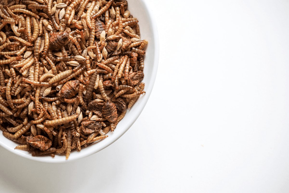 Kippenpakket.nl - Kippensnacks - Gedroogde Insectenmix 10.8L Emmer - Rijk aan calcium, eiwitten en gezonde Vetten - Zorgt voor een optimale gezondheid