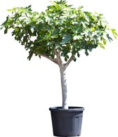 Vijgenboom 20/25 cm Ficus carica 162,5 cm