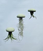 Set van drie Jellyfish luchtplanten met zachtgroene Alfonso zee-egels en verschillende luchtplanten/tuin/terras/origineel kado/cadeau/kamerplant/huiskamer/woonkamer/airplants/kadotip/voor haar/voor hem/wat geef ik/woonidee/gezellig/school/wonen/bos