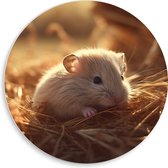 PVC Schuimplaat Muurcirkel - Hamster - Baby - Stro - Grijs - 50x50 cm Foto op Muurcirkel (met ophangsysteem)