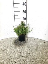 3 stuks | Spiraea japonica 'Nana' C1.5 cm