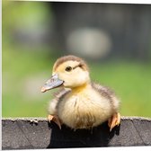 PVC Schuimplaat- Dier - Eend - Geel - 80x80 cm Foto op PVC Schuimplaat