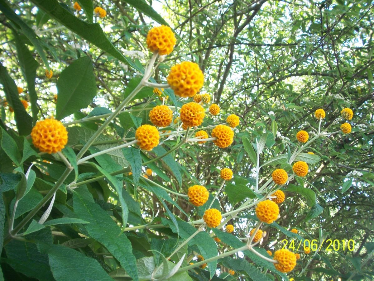 Buddleja Globosa - Set van 2 - Vlinderstruik - Pot 3 liter - Geel Oranje Bloem