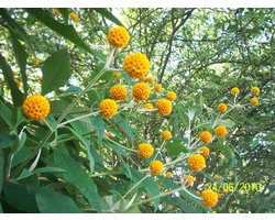 Buddleja Globosa - Set van 2 - Vlinderstruik - Pot 3 liter - Geel Oranje Bloem