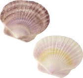Aqua Della - Aquariumdecoratie - Vissen - Seashell L - 10,5x10,5x1cm Paars/wit - 1st