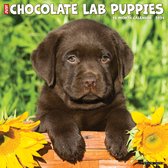 Labrador Retriever Bruin Puppies Kalender 2024