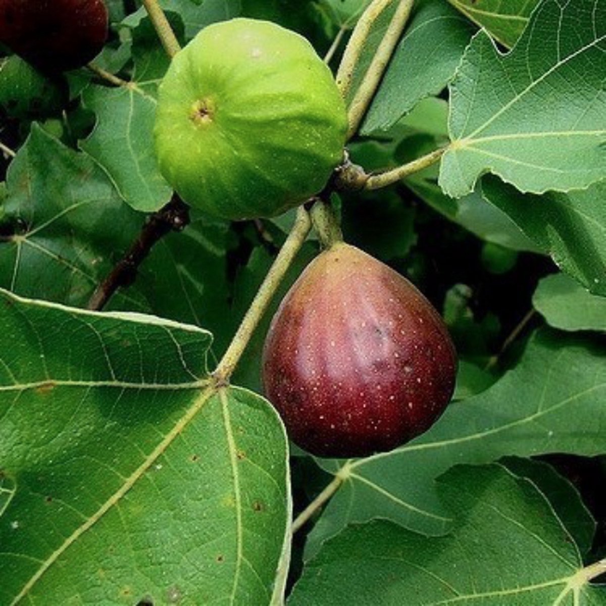 Ficus carica 'Brown Turkey' - 40-50 cm in pot