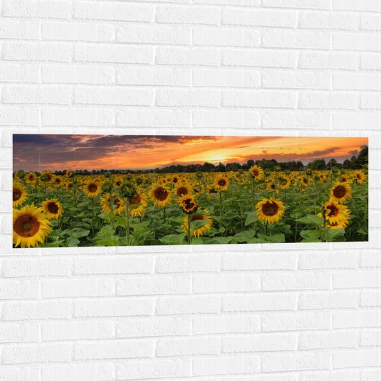 Muursticker - Veld Vol Zonnebloemen bij Zonsondergang - 120x40 cm Foto op Muursticker