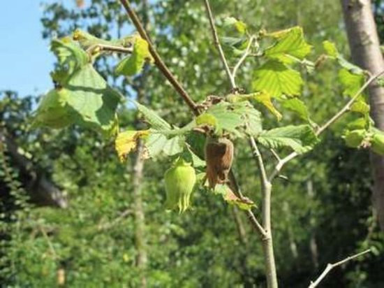 Hallesche Riesen Corylus 'Hallesche Riesen' ( 'bollwiller') - Hazelaar, Hazelnoot 60-80 ...
