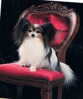 Diamond Painting - Vlinderhond - hond als koning - - 50 x 65 - Ronde steentjes