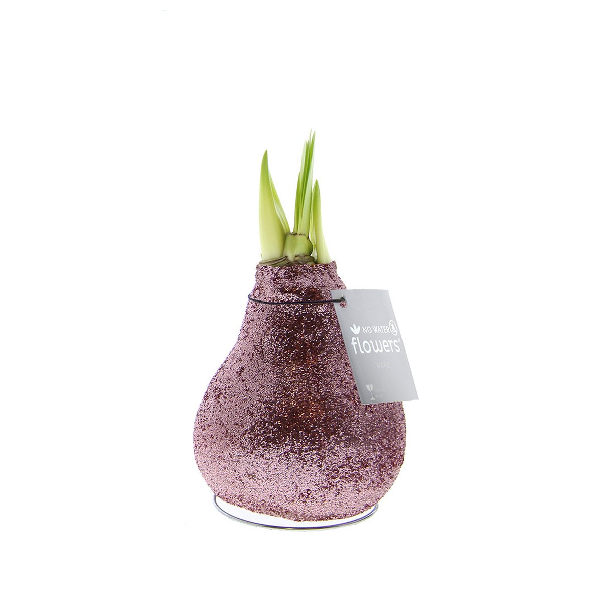 Waxz Amaryllis No Water Flowers Waxz® Glitterz Charm Pink