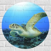 Muursticker Cirkel - Zwemmende Zeeschildpad bij Koraal op Zeebodem van Heldere Oceaan - 60x60 cm Foto op Muursticker