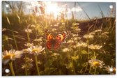 Tuinposter – Bloemen - Madeliefjes - Vlinder - Kleuren - 60x40 cm Foto op Tuinposter (wanddecoratie voor buiten en binnen)