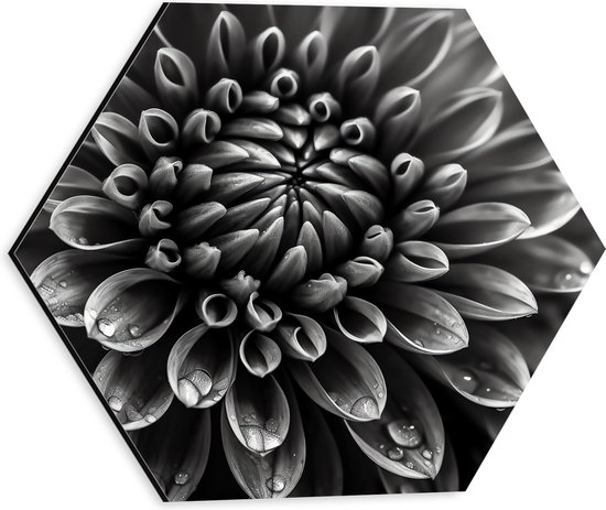 Dibond Hexagon - Zwart-wit Dahlie Bloem met Waterdruppels erop - 30x26.1 cm Foto op Hexagon (Met Ophangsysteem)